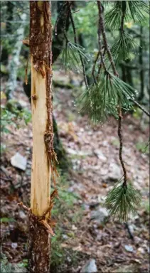  ??  ?? Sur ce sol parsemé d’éclats de schiste, difficile de voir les pieds des animaux. L’écorçage qu’occasionne­nt les cerfs est en revanche bien plus visible.