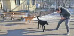  ??  ?? Un turista juega con perros callejeros en Chernóbil. Los visitantes tienen prohibido tocar a los animales