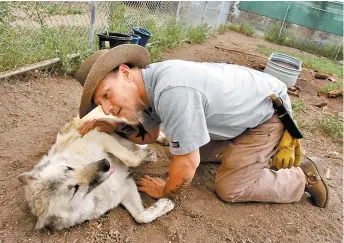  ??  ?? Los cuidadores les dan de comer e incluso juegan con los animales.