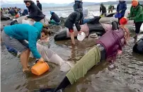  ?? Reuters ?? Volunteers try to keep alive some of the stranded pilot whales after one of the country’s largest recorded mass whale strandings, in Golden Bay, at the top of New Zealand’s south island. —