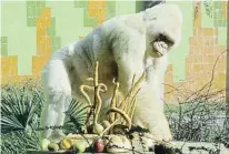  ?? ?? Copito de Nieve, estrella del zoo, celebró su 35.º cumpleaños con todos los honores