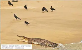  ?? ?? Crocodile recently spotted near Colombo Port City (Image - social media)