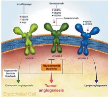  ?? Screenshot from HLB’s webpage ?? The captured image shows how HLB’s anticancer treatment Rivocerani­b prevents growth of tumors.