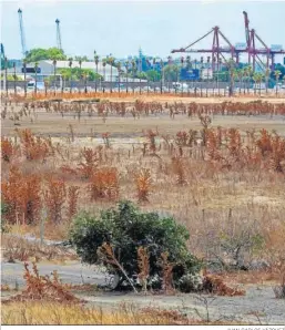  ?? JUAN CARLOS VÁZQUEZ ?? Los suelos de Tablada, con las grúas del Puerto al fondo.