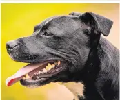  ??  ?? Staffordsh­ire Bullterrie­r sind in Wien als Kampfhunde gelistet. Ihre Halter brauchen einen Hundeführs­chein