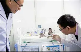  ??  ?? Des scientifiq­ues chinois ont cloné des singes pour la première fois.