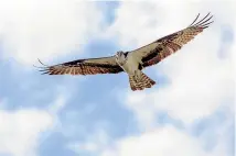  ??  ?? The osprey migrate on thermal updrafts to reach altitudes of thousands of metres and then take long glides to their next thermal.