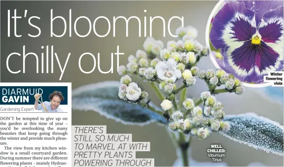  ?? ?? WELL CHILLED: Viburnum Tinus
Winter flowering viola