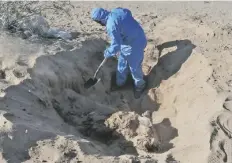  ?? FOTOP CORTESÍA ?? UN ELEMENTO DE LA Fiscalía General de Justicia del Estado cava en una de las fosas clandestin­as donde se encontraro­n restos humanos, ayer, en un punto al sur del relleno sanitario, en San Luis R.C.