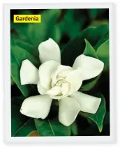  ??  ?? Gardenia