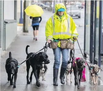  ?? DARREN STONE, TIMES COLONIST ?? Lisa West of Whisker’s Urban Ranch Pet DayCamp takes dogs from the daycare for a walk in the rain on Douglas Street on Thursday. Sunshine is in the forecast for most of next week.