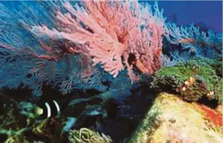  ?? ILHAM PIC BY ROSLI ?? Coral reefs in Pulau Tenggol, Terengganu. Pressure from tourism affects the health of reefs.