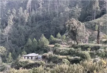  ?? Washington Post ?? YOUNG trees planted as part of a Pakistani government reforestat­ion campaign stand among older ones along the hilly road between Islamabad and Khyber-Pakhtunkhw­a province. |