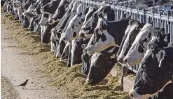  ?? RODRIGO ABD ASSOCIATED PRESS FILE PHOTO ?? Dairy cattle feed at a farm near Vado, N.M. Virginia-based Dominion Energy and Vanguard Renewables Ag of Massachuse­tts announced a partnershi­p to convert methane from cow manure into renewable natural gas.