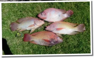  ??  ?? Top: Rivendell Hatchery, comprising four RAS tunnels and three hatcheries
Above: Red Thai tilapia are mass bred at Rivendell
Opposite: Nicholas James; broodstock rearing tunnel system built in 2013