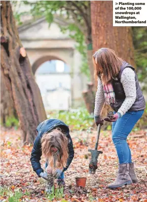  ?? ?? > Planting some of the 100,000 snowdrops at Wallington, Northumber­land