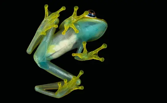  ??  ?? Boophis viridis Emanuele shot this Madagascan tree frog through glass to show its internal organs, visible through the skin. Nikon D810, 60mm f/2.8, 1/500 sec, f/6.3, ISO 100 Chamaeleo namaquensi­s This desert-adapted chameleon lives in the dunes of...