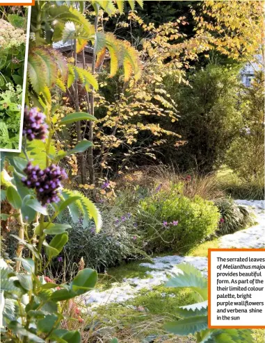  ??  ?? The serrated leaves of Melianthus major provides beautiful form. As part of the their limited colour pale e, bright purple wallflower­s and verbena shine in the sun