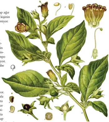  ?? ?? Aqua Tofana’nın yapımında kullanıldı­ğı belirtilen güzel avrat otu adlı bitki (Atropa belladonna), (üstte).
