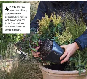  ??  ?? 4 PUT IN the final plants and fill any gaps with more compost, firming it in well. Move your pot to its final position and water it well to settle things in.