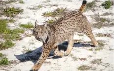  ??  ?? ‘EUCALIPTO’. Este macho de lince ibérico que reside en el Observator­io de Linces del Espacio Natural de Doñana.