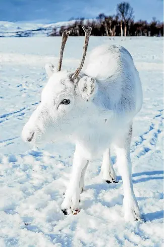  ??  ?? Norwegian photograph­er Mads Nordsveen spotted this white reindeer calf on the northern Norwegian island of Senja. ‘‘He almost disappeare­d into the snow!’’ Nordsveen wrote on Instagram.