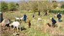  ??  ?? Menschen, die auf Ziegen starren: viel Besuch auf der Ziegenweid­e auf dem Purdown Hill im Frühling