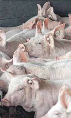  ?? FOTO: DPA ?? Alles in Ordnung im Schweinest­all? Das sollen Amtstierär­zte prüfen – doch für eine ausreichen­de Überwachun­g der Höfe gibt es zu wenige Stellen.