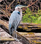  ?? J.J. PREKOP JR. ?? The cleanup of the Cuyahoga River and surroundin­g habitats has welcomed the great blue heron back to an area that was once too polluted for nesting.