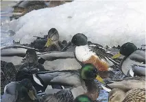  ??  BRUCE DI LABIO ?? Overwinter­ing ducks including the male Northern Shoveler are doing well despite the extreme cold.