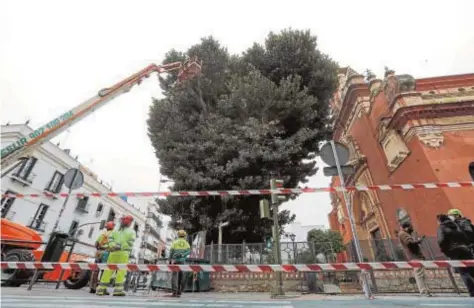  ?? RAÚL DOBLADO ?? Operarios municipale­s podaron ayer el ficus de San Jacinto