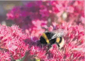  ??  ?? A bee, busy gathering the last of the season’s pollen, by Roy Russell.