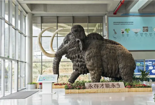  ??  ?? La scultura di un mammut a grandezza naturale all’ingresso della China National Genebank: nella tradizione orientale simboleggi­a l’eternità, qui diventa monito dell’estinzione.