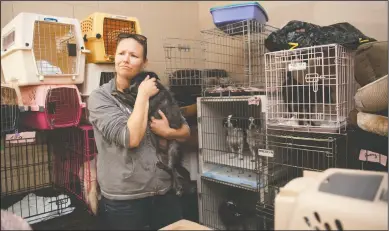  ?? NEWS-SENTINEL PHOTOGRAPH­S BY BEA AHBECK ?? Pirrone Projects - Rise Above Rescue director Stephanie Pirrone holds Tito, a rescued stray, at Country Clippers Pet Grooming in Lockeford on Friday. The nonprofit will take 80 dogs from high-kill shelters in California to rescues in Vancouver and...