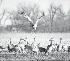  ?? NEBRASKA TOURISM ?? As you drive local roads in Nebraska, you may see sandhill cranes feasting by day in the fields. It’s illegal to harass them.