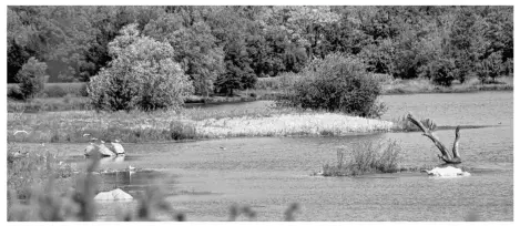  ??  ?? Le plan d’eau de la Gravière de Sandrancou­rt offre des paysages variés comme ici la frayère.