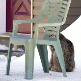  ??  ?? Clockwise from left: The lynx intently watching birds; checking what’s behind her after hearing Megan on the crunchy snow; sneaking a peek while sitting behind Megan’s chair.