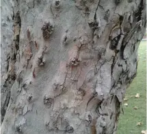  ?? Photos: Supplied ?? “Shot hole” marks on the bark are one of the tell-tale signs of infection.