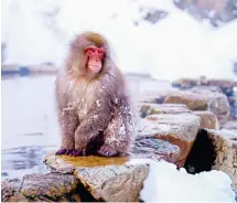  ?? ?? Ιαπωνική μαϊμού του χιονιού απολαμβάνε­ι τη ζεστασιά των θερμών πηγών. Μια «συγγενής» της εισβάλλει στη φαντασία του Μουρακάμι και έπειτα από δυο μπουκάλια μπίρα εξομολογεί­ται ό,τι νομίζει πως μας ενδιαφέρει με την άνεση μιας καθ’ όλα αποδεκτής περσόνας ενός δημοφιλούς μυθιστορήμ­ατος.