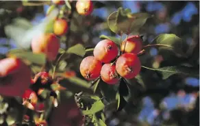  ?? MIKE DREW ?? Transplant your crabapple trees during the spring or fall to help them thrive in their new location.