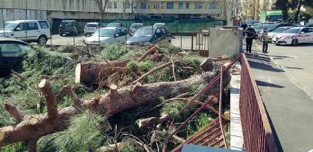  ??  ?? Il pino crollato ieri in un parcheggio condominia­le di via Vecchi a Novoli