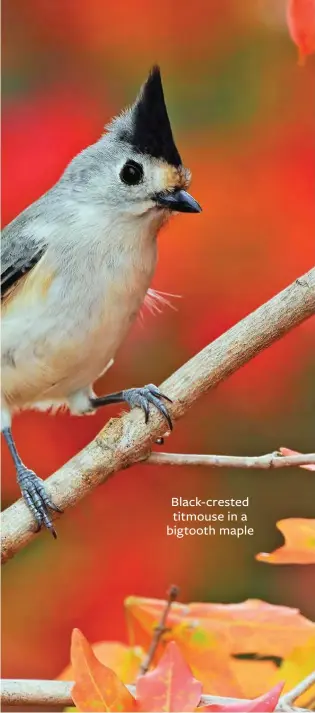  ?? ?? Black-crested titmouse in a bigtooth maple