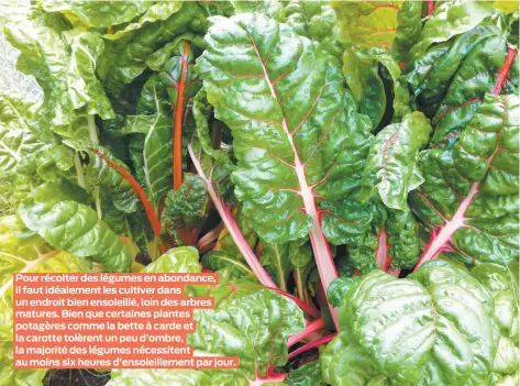  ??  ?? Pour récolter des légumes en abondance, il faut idéalement les cultiver dans un endroit bien ensoleillé, loin des arbres matures. Bien que certaines plantes potagères comme la bette à carde et la carotte tolèrent un peu d’ombre, la majorité des légumes nécessiten­t au moins six heures d’ensoleille­ment par jour.