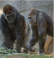  ??  ?? These cases are the first in the world reported among captive great apes