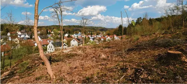  ?? Fotos: Marcus Merk ?? Von dieser Stelle aus war bisher von Aystetten nicht viel zu sehen. Nach dem Abholzen eines schmalen Waldstreif­ens werden hier Obstbäume gepflanzt.