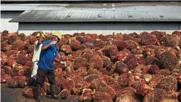  ?? — Reuters ?? Under pressure: A file picture showing workers collecting palm oil fruits inside a palm oil factory in Sepang. Palm oil shipments have likely started to come under pressure from La Niña.