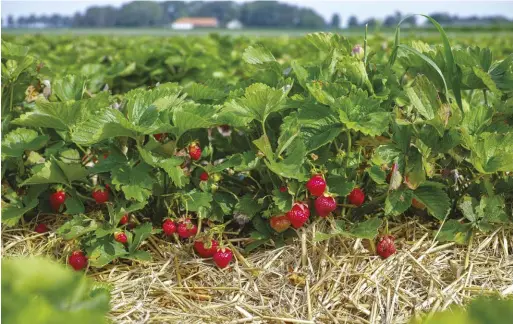  ??  ?? With ample varieties to grow, you could be picking strawberri­es from late spring through early fall.