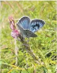  ?? FOTO: DPA ?? Der in Baden-Württember­g stark gefährdete Schwarzfle­ckige Ameisenblä­uling.