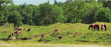  ??  ?? Ziegen und Ponys sorgen dafür, dass die Wahner Heide nicht zuwächst. An anderer Stelle gibt es eine Beweidung durch Wasserbüff­el.