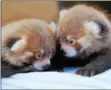  ?? PHOTO COURTESY ROSAMOND GIFFORD ZOO ?? Twin red panda cubs Loofah and Doofah were born at the Rosamond Gifford Zoo on June 21, 2018, to parents Tabei and Ketu, the zoo’s resident breeding pair.